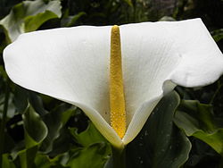 calla lily