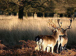 Richmond Park a rat run for 80% of cars